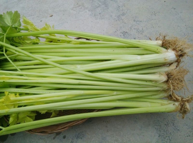 芹菜45cm以上