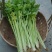 芹菜45cm以上