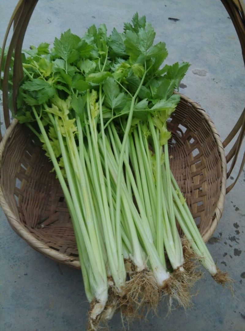 芹菜45cm以上