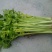 芹菜45cm以上