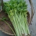 芹菜45cm以上