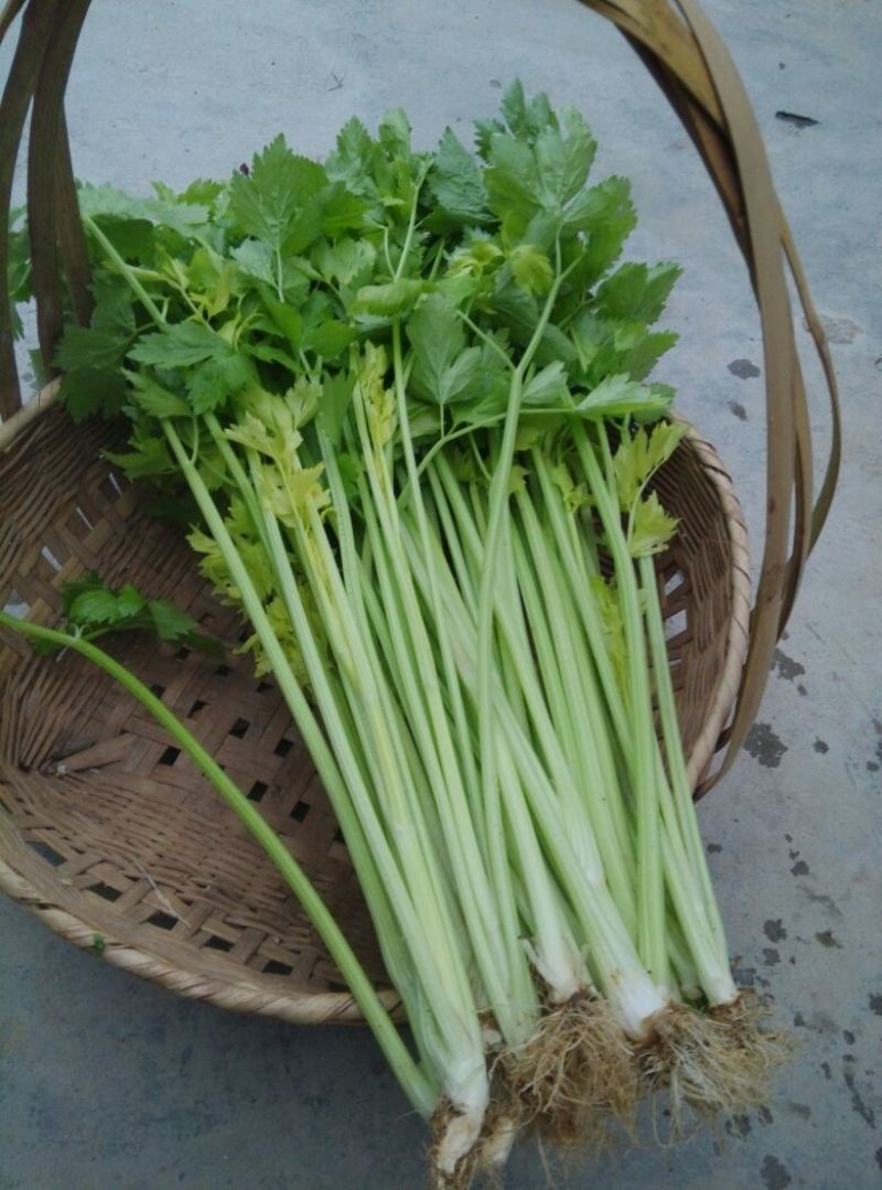 芹菜45cm以上
