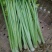 芹菜45cm以上