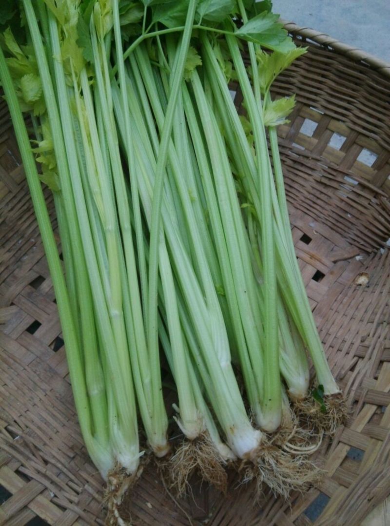 芹菜45cm以上