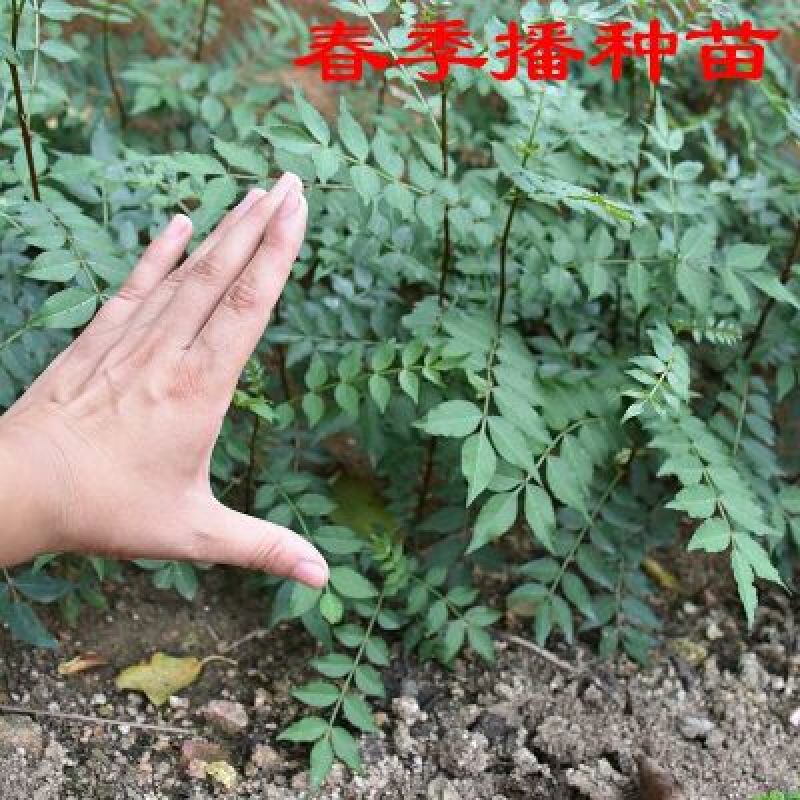 花椒种子