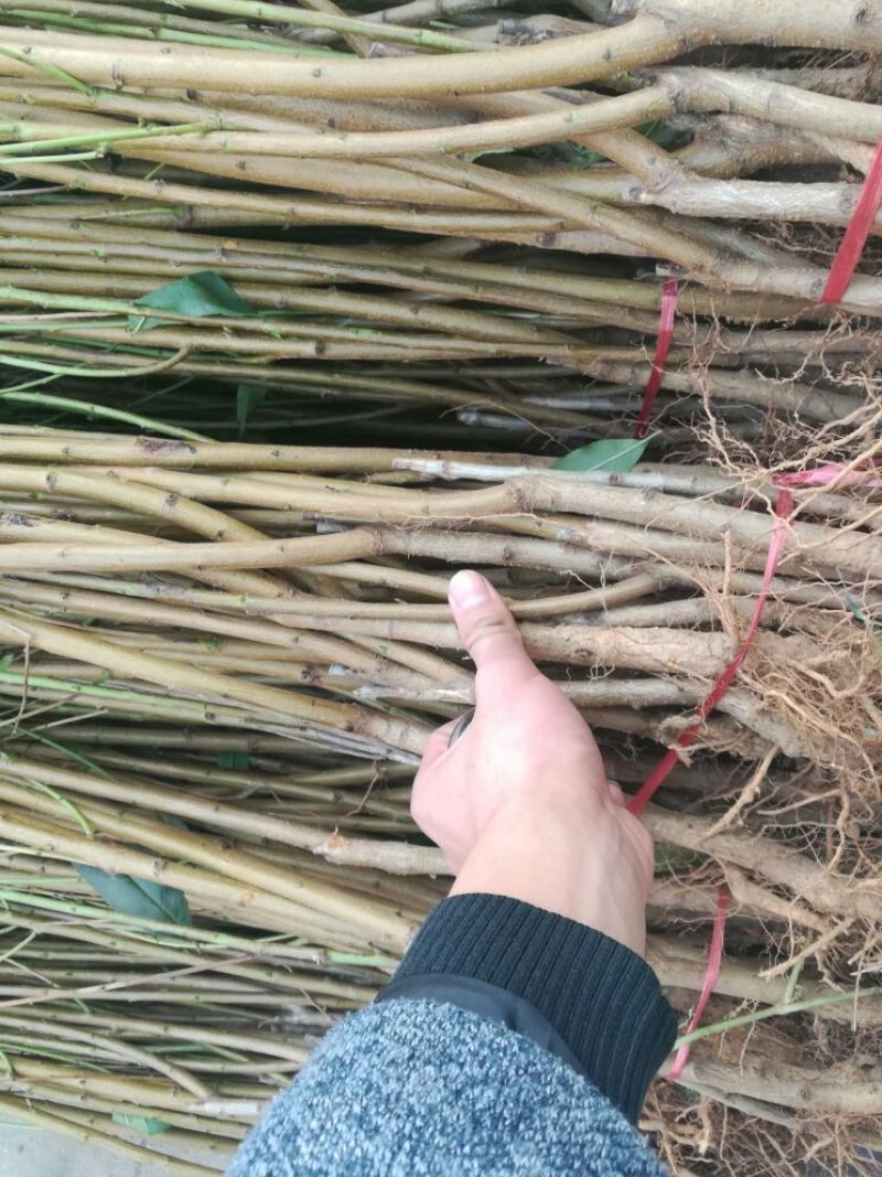 桃树2cm以下1.5~2米