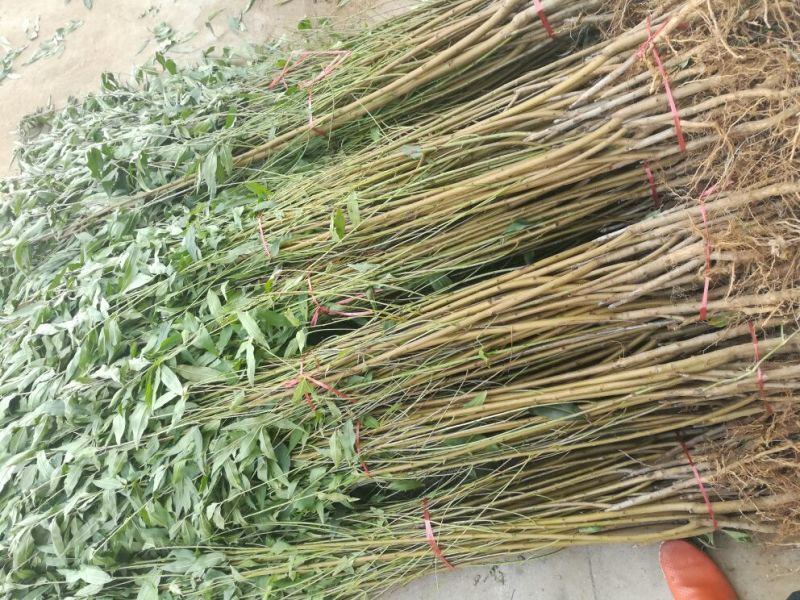 桃树2cm以下1.5~2米