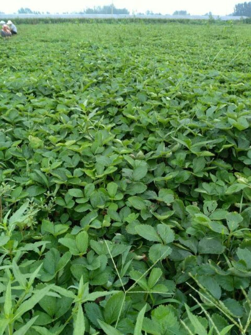草莓苗10~20cm