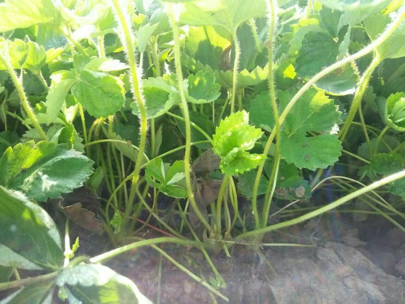 草莓苗10~20cm
