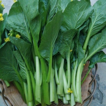 菜苔10~15厘米