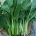 菜苔10~15厘米
