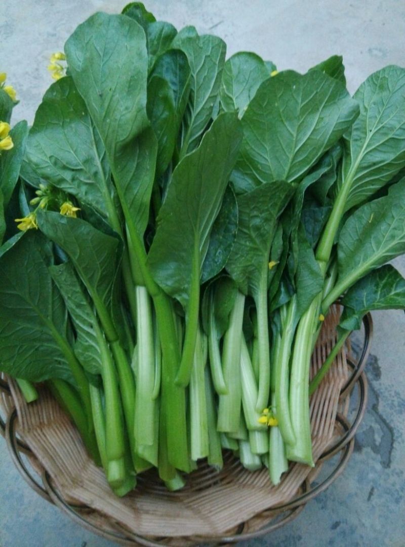 菜苔10~15厘米