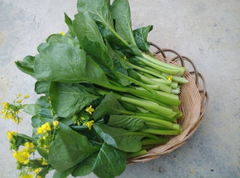 菜苔10~15厘米