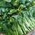 菜苔10~15厘米