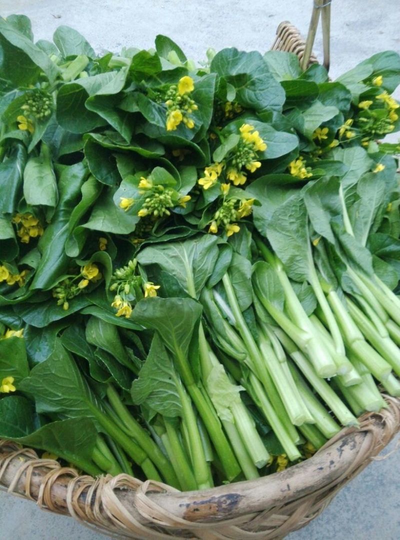 菜苔10~15厘米
