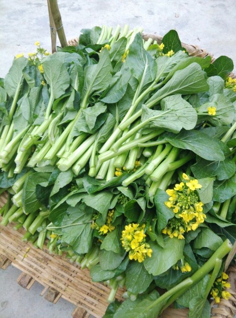 菜苔10~15厘米