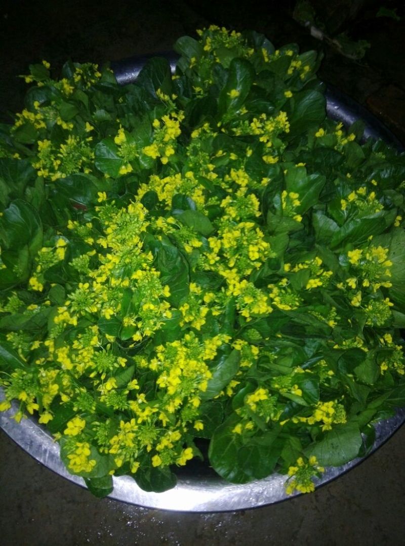 菜苔10~15厘米