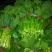 菜苔10~15厘米