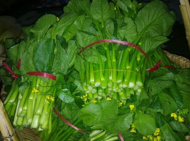 菜苔10~15厘米