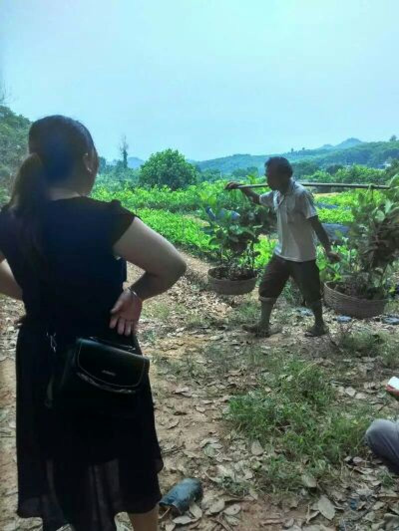 莲雾营养苗大叶红品种两年苗量大从优