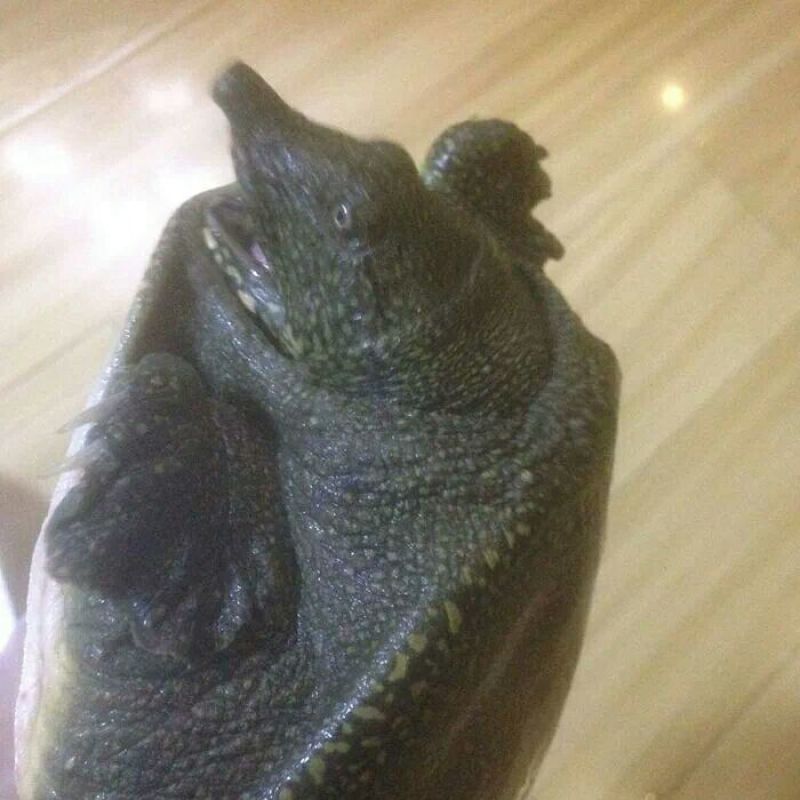 鳖1.5~2斤