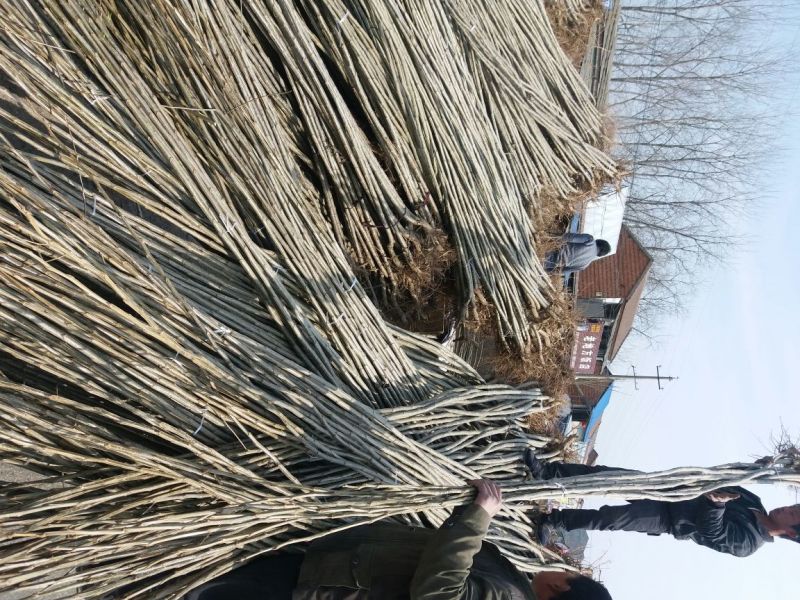 杨树苗规格齐全大叶杨小叶杨树苗河南百亩基地
