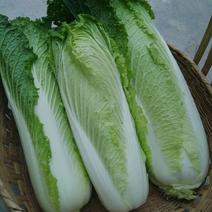 包尖白菜4~6斤