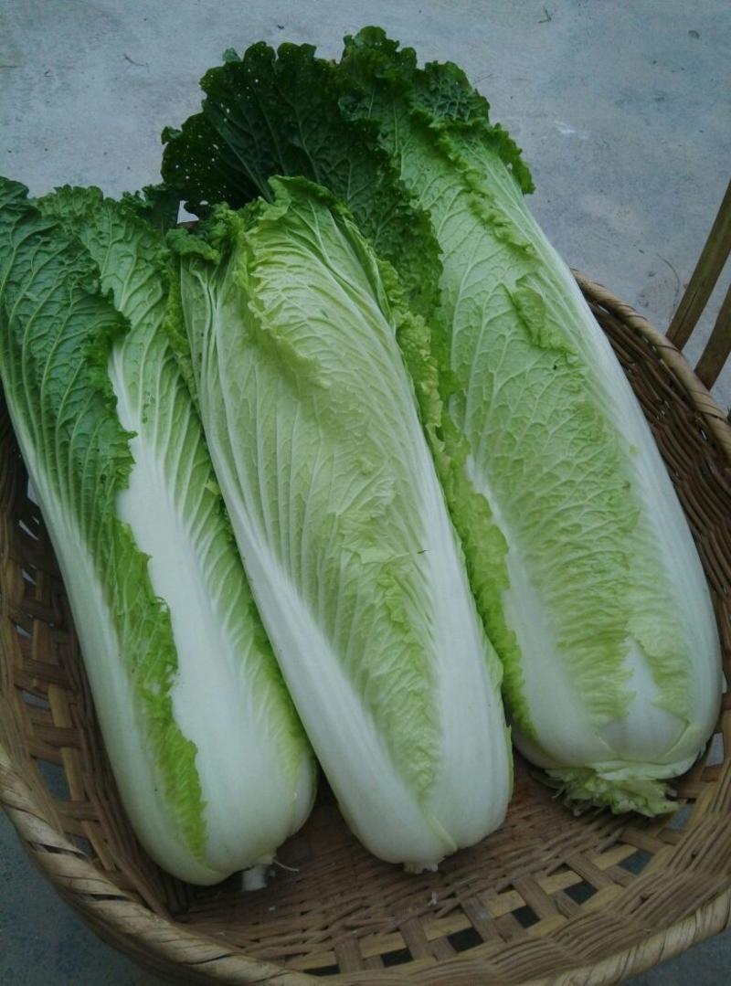 包尖白菜4~6斤