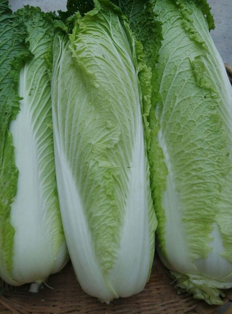 包尖白菜4~6斤