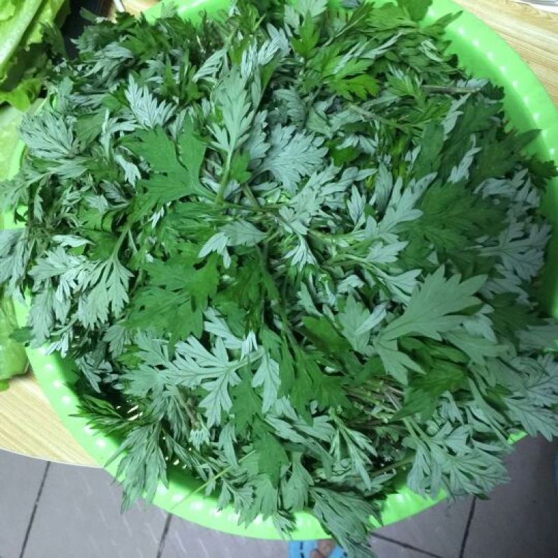 生艾全叶统