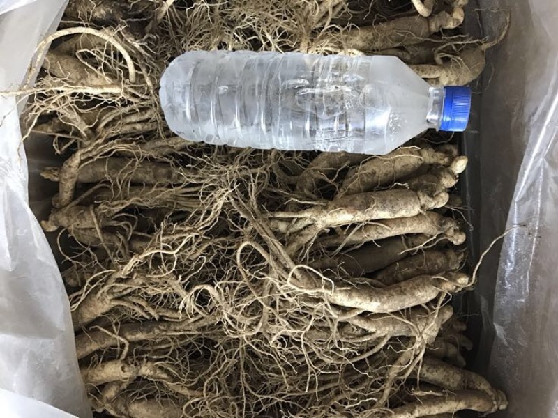 人参