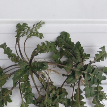 荠菜5~10cm