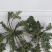 荠菜5~10cm