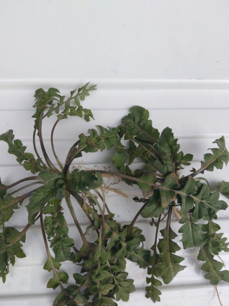 荠菜5~10cm