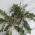 荠菜5~10cm