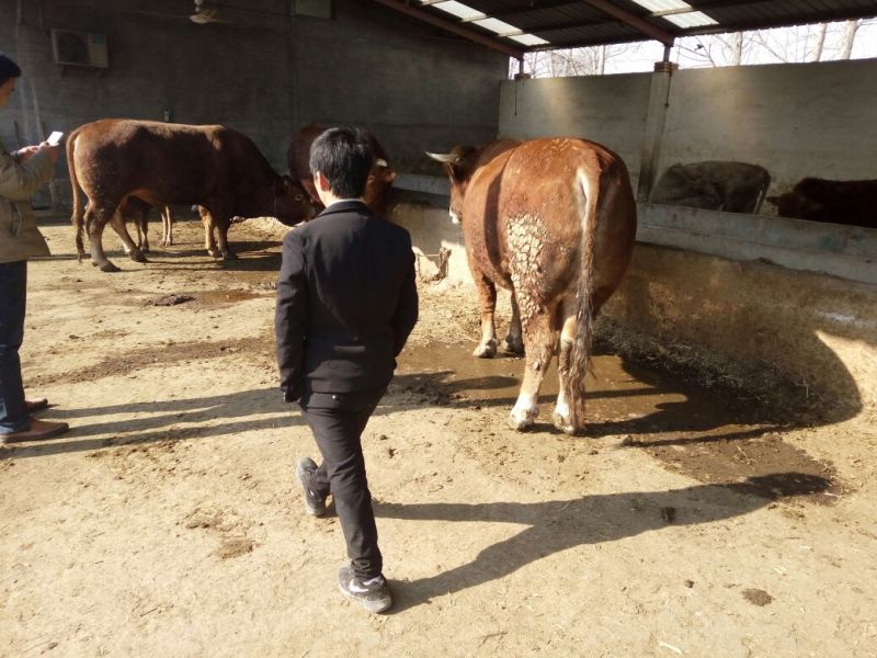育肥牛犊100~200kg