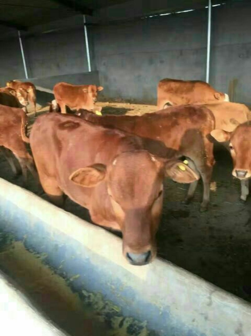育肥牛犊100~200kg