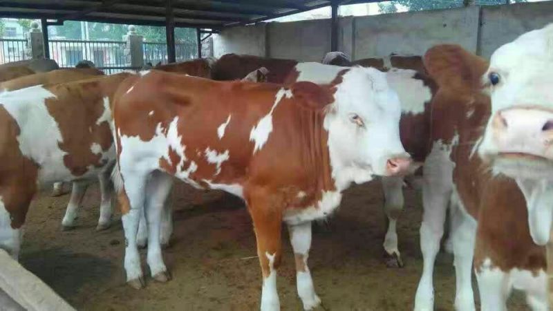 育肥牛犊100~200kg