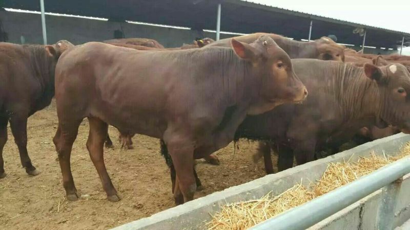 育肥牛犊100~200kg