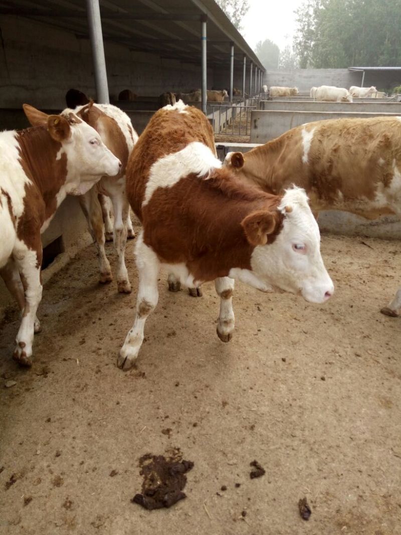 育肥牛犊100~200kg