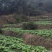 儿菜5两以上