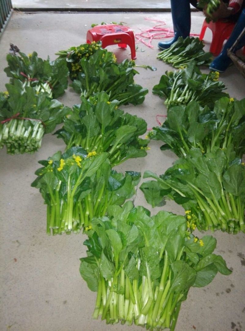 菜苔10~15厘米