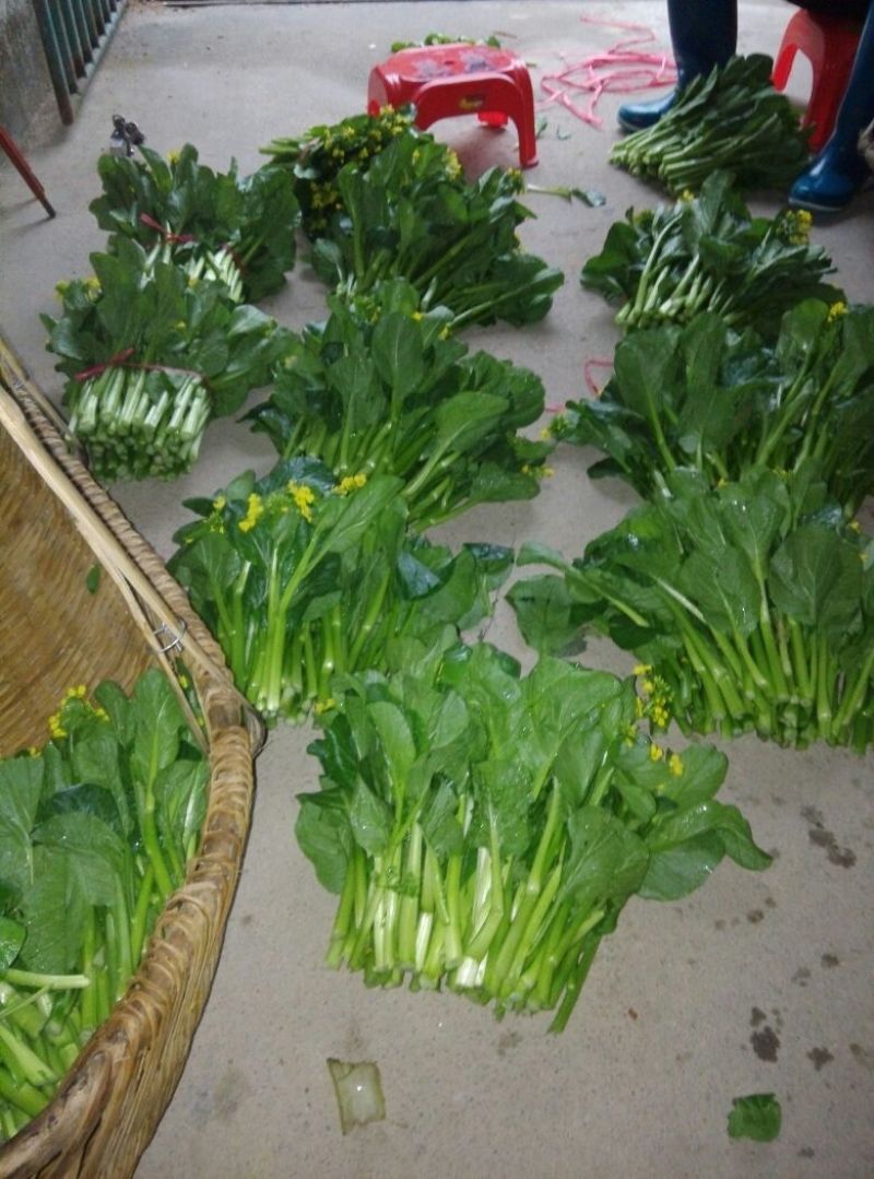菜苔10~15厘米