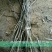 核桃苗一年苗50~100cm
