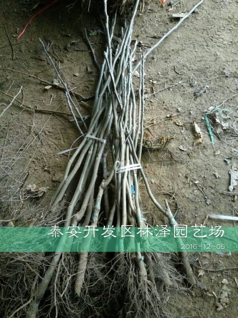 核桃苗一年苗50~100cm