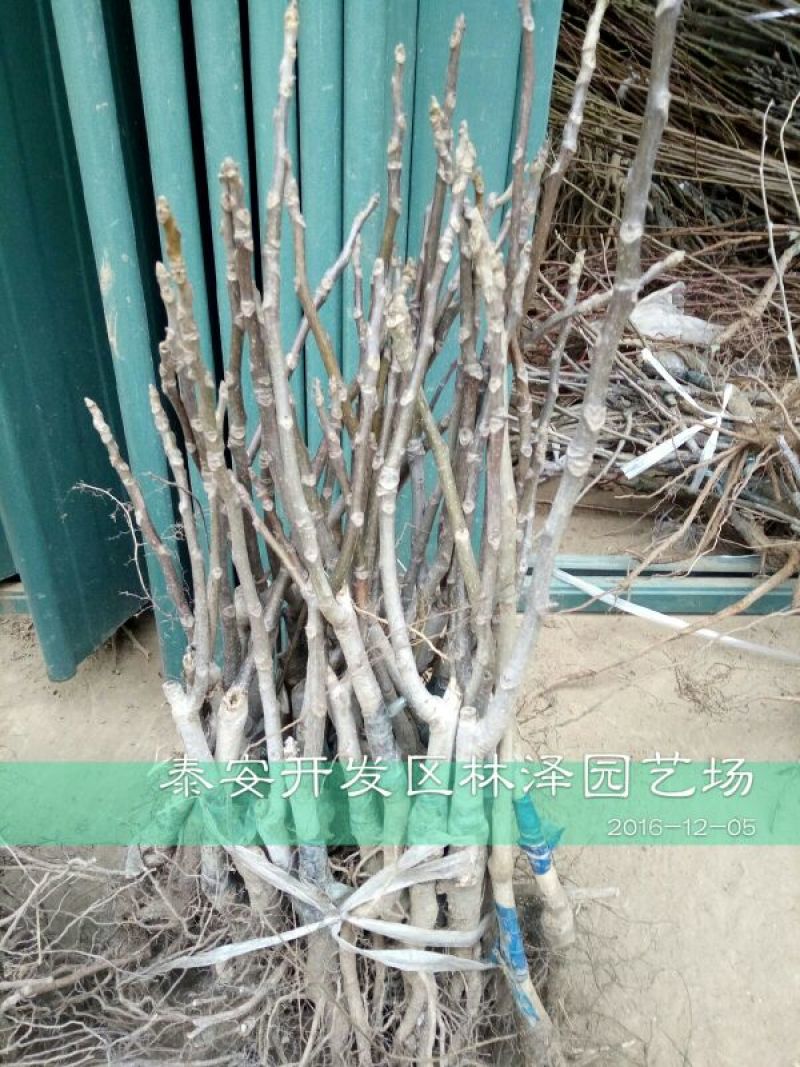 核桃苗一年苗50~100cm