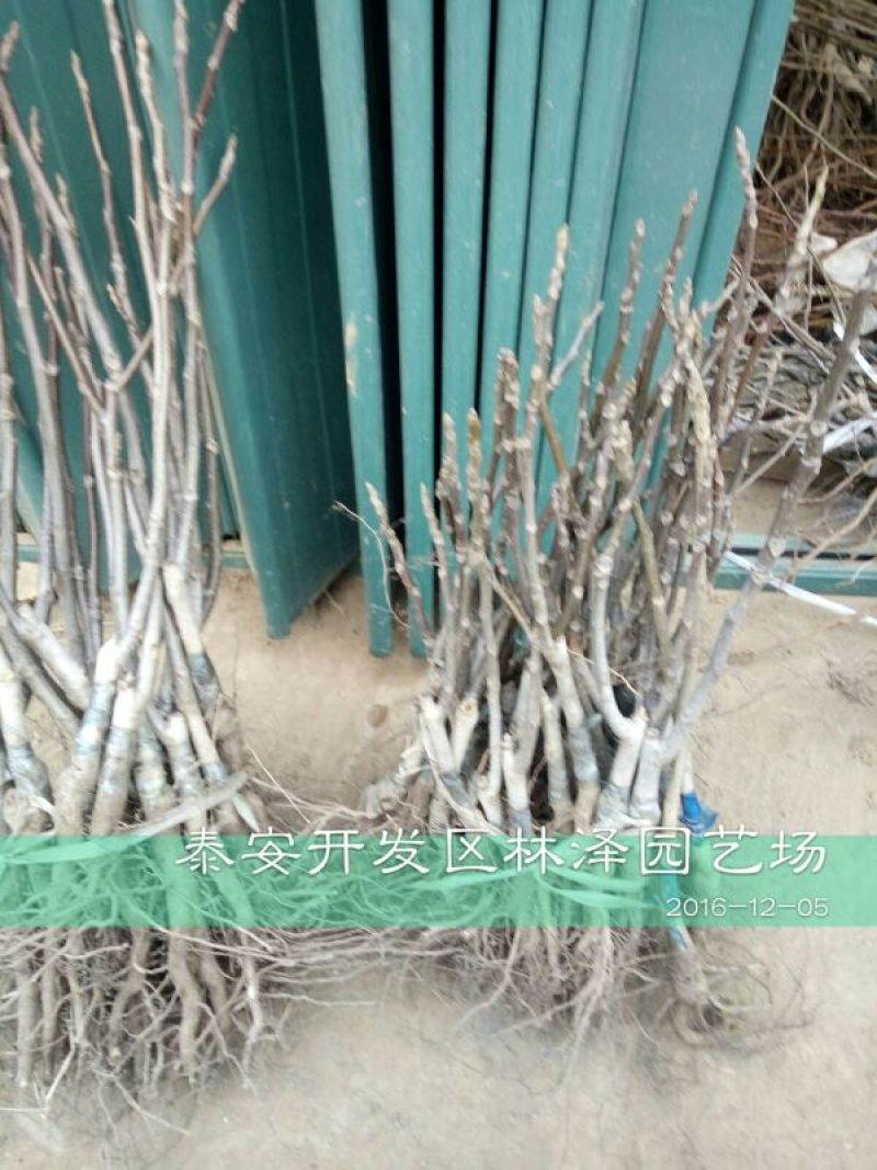 核桃苗一年苗50~100cm