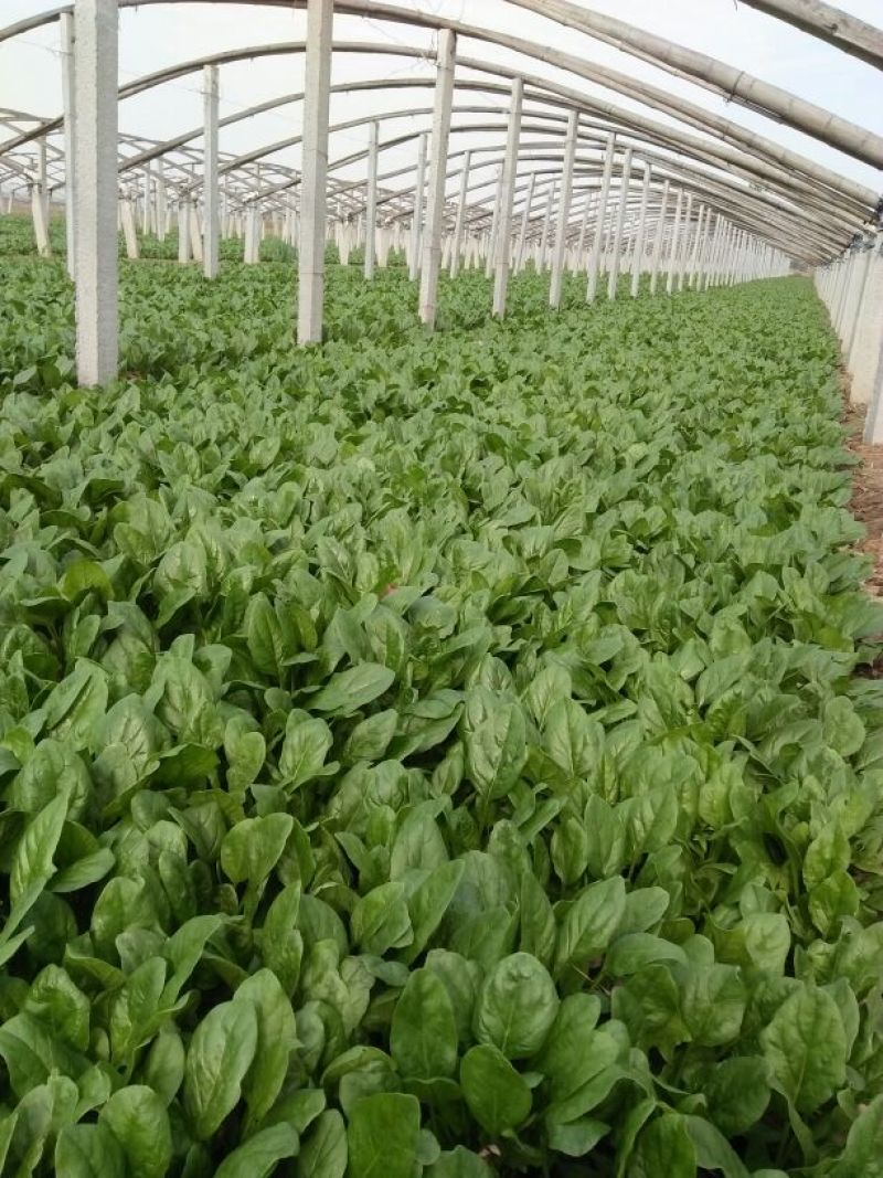 越冬菠菜15~20厘米