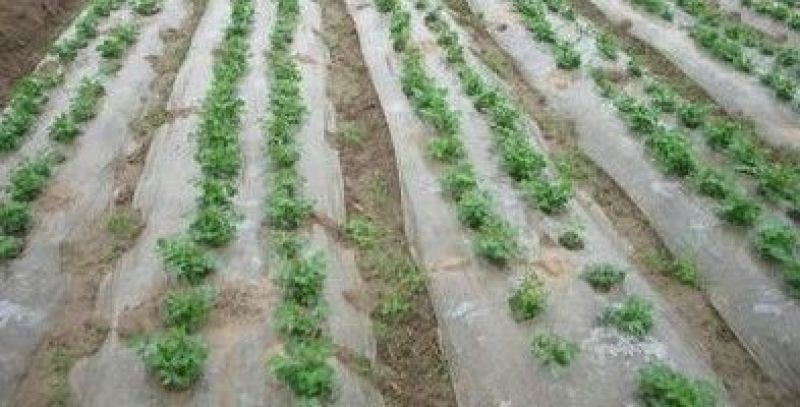 地膜白地膜黑地膜果树苗木瓜果蔬菜专门膜规格齐全