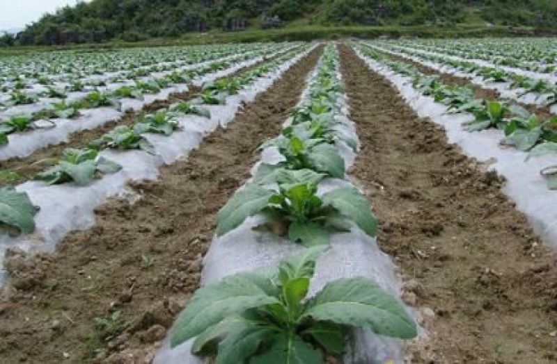地膜白地膜黑地膜果树苗木瓜果蔬菜专门膜规格齐全